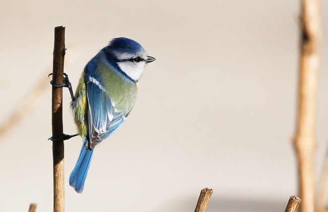 935ae680-2093-4fd0-96ba-00cff4736de9_media-libre-aspect-ratio_default_0.jpg