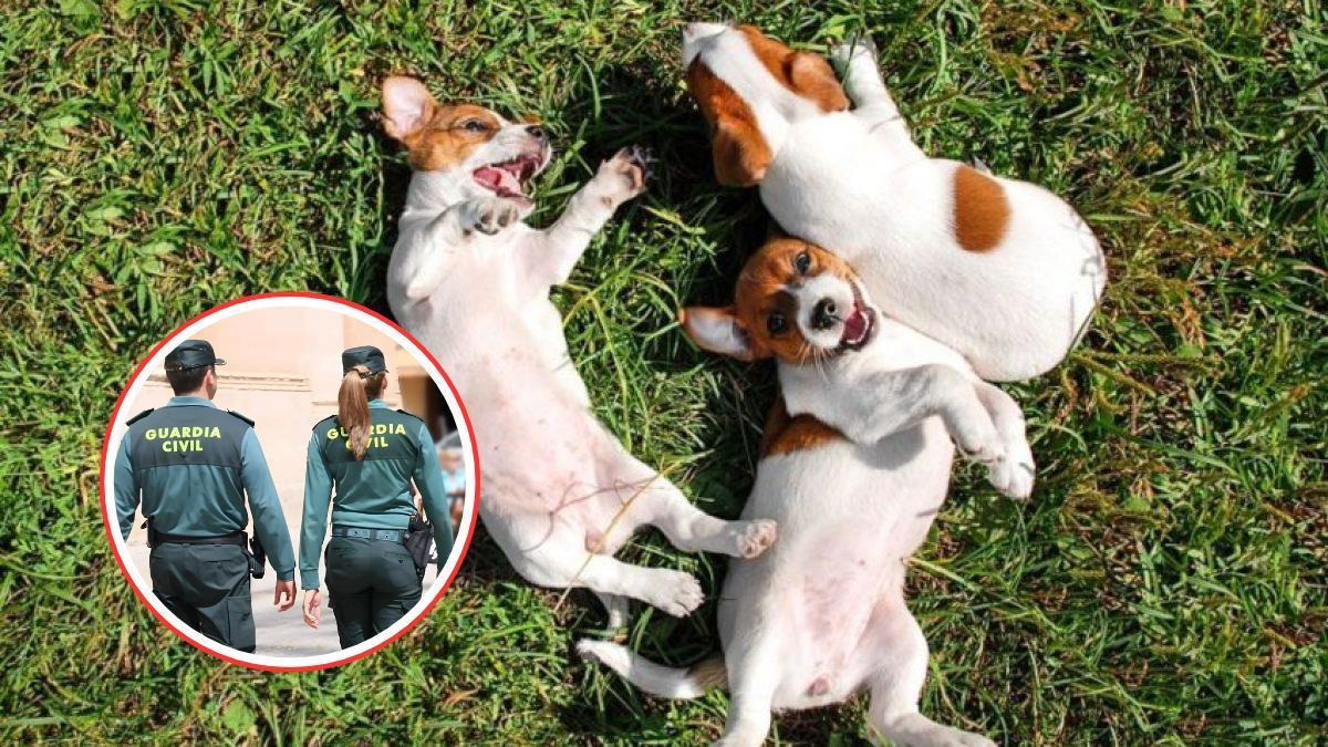 Los perros y la Guardia Civil.