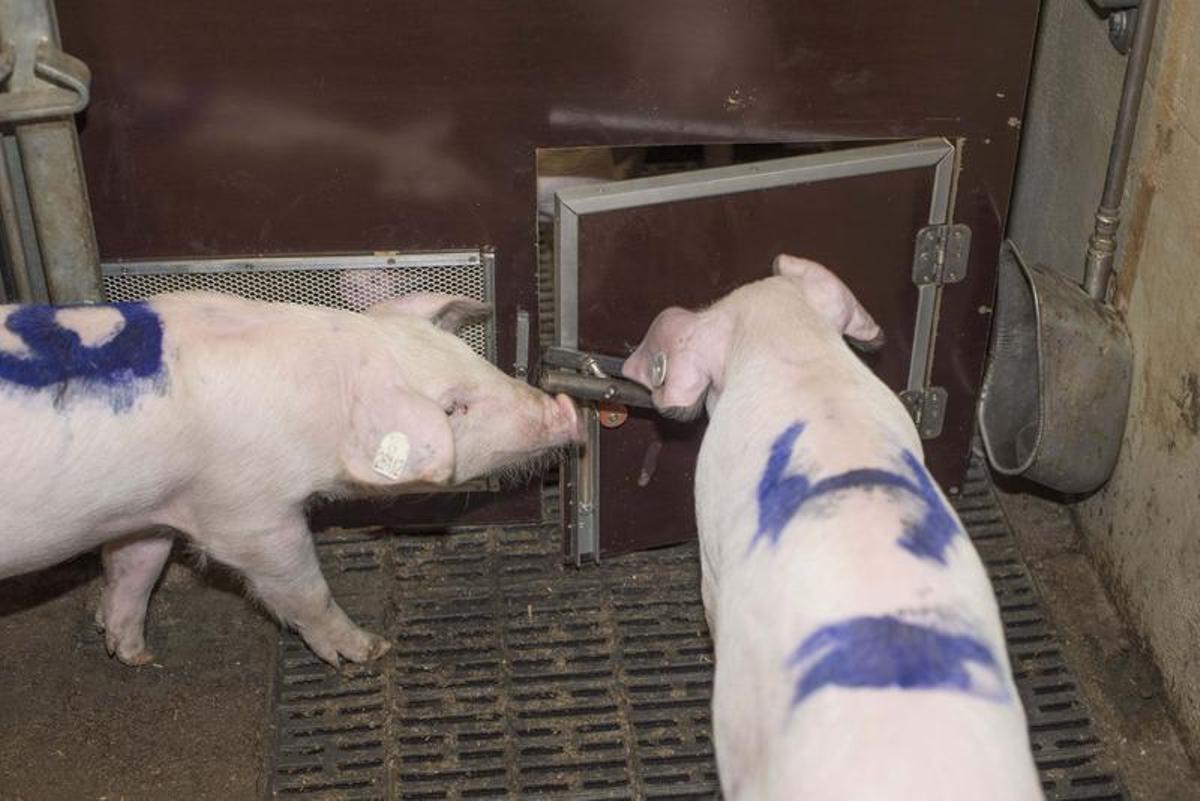Los investigadores quieren profundizar en el comportamiento de los cerdos.