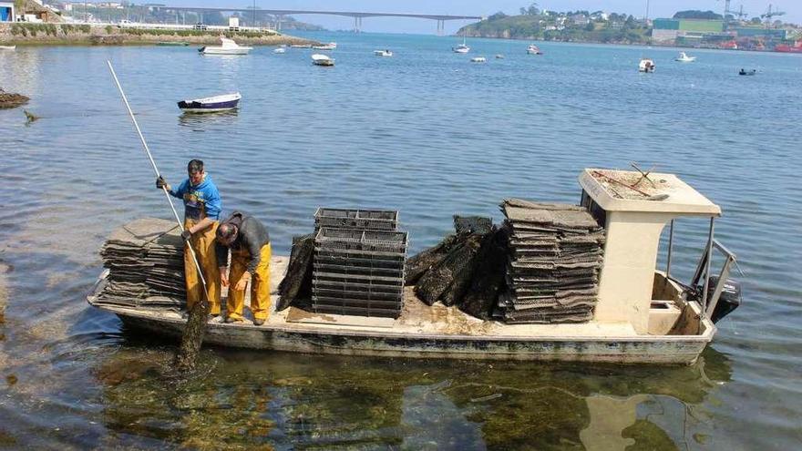 Manuel Fernández y Eduardo Martín, ayer, sacando ostras de la ría.