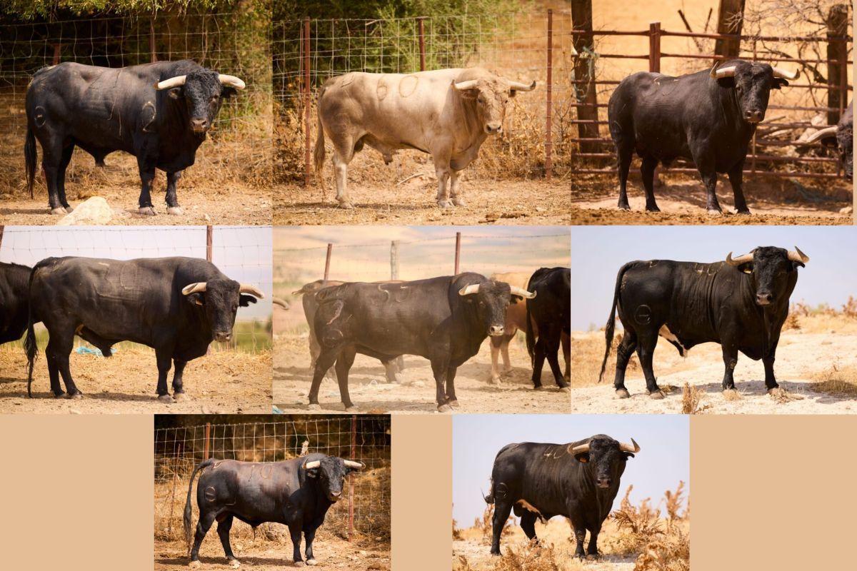 Selección de toros de la ganadería de Julio de la Puerta para la corrida del 30 de agosto en Alcalá de Henares