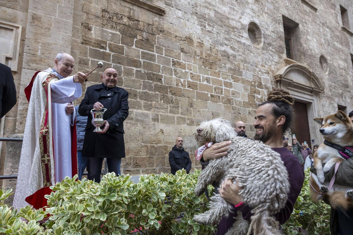 PALMA. BENEIDES DE PALMA 2026.