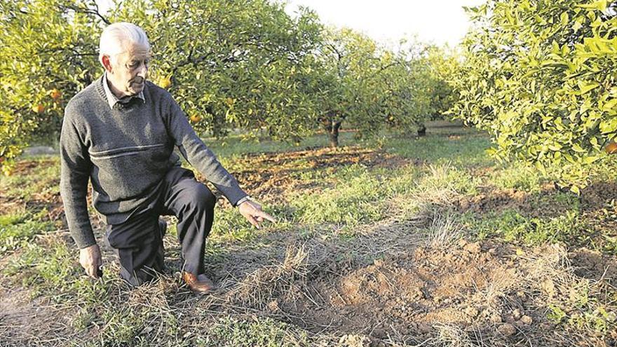 Los jabalís colonizan la Plana Baixa y son una amenaza para los cítricos