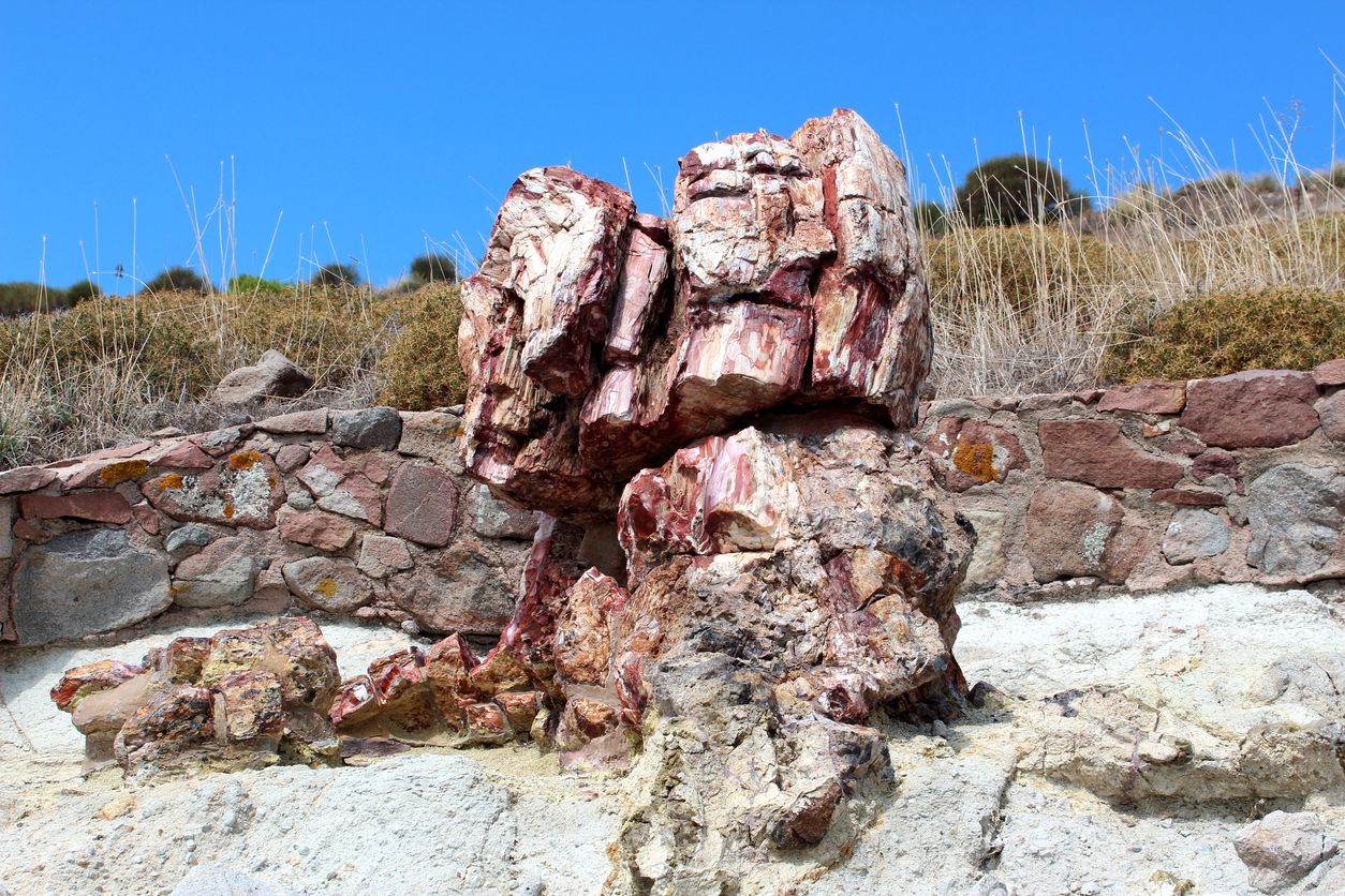 El proceso de petrificación supone la sustitución del material orgánico por minerales