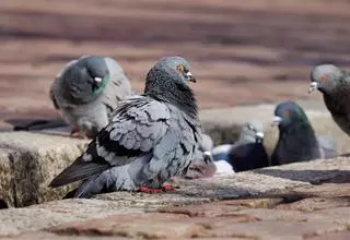 Detienen a dos personas por robar varias palomas de la azotea de un vecino en Gran Vía Parque