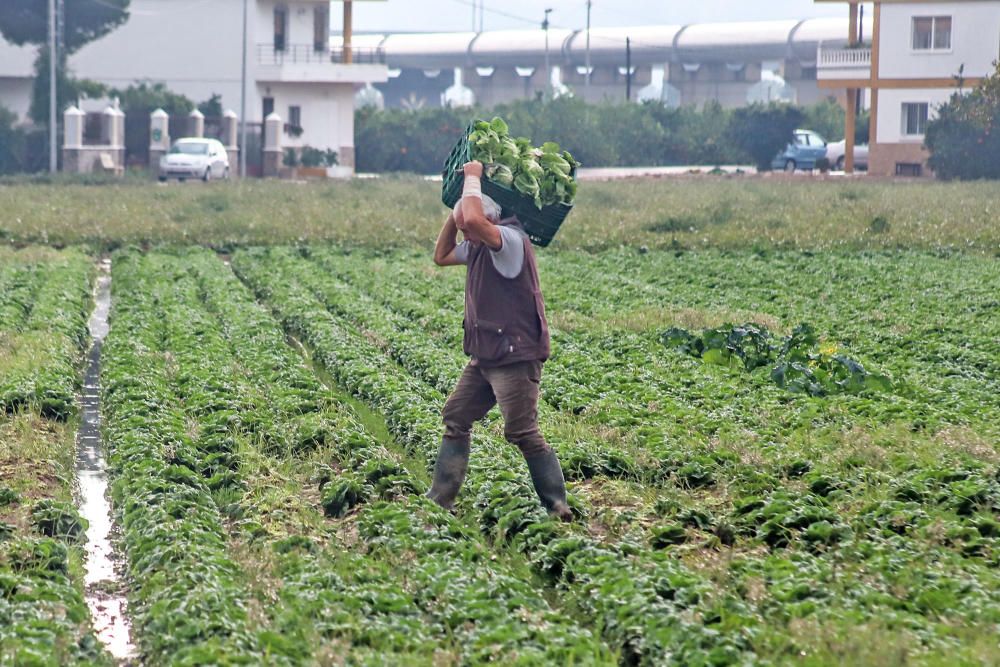 Las lluvias han dejado entre 15 y 30 litros por metro cuadrado en la Vega Baja