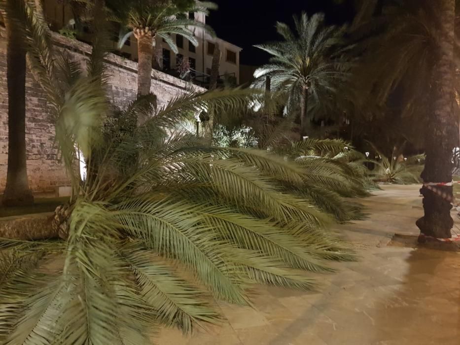 Sturm reißt sieben Palmen an Palmas Promenade um