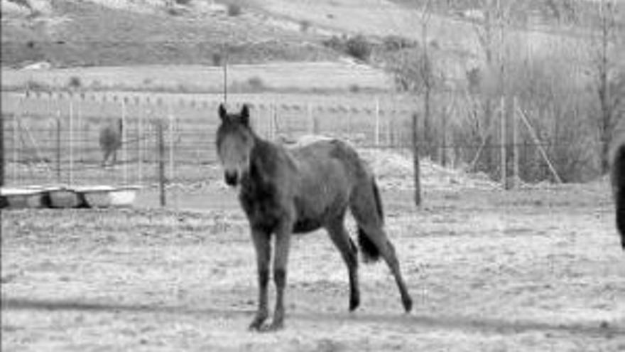 Hallan caballos desnutridos en un centro ecuestre