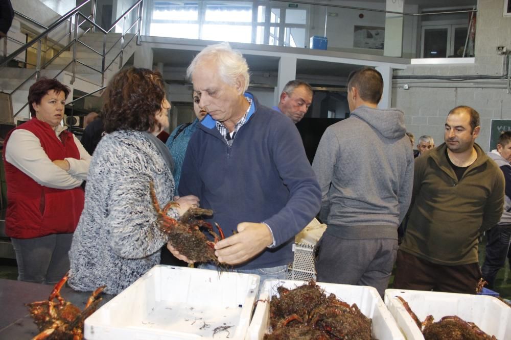 Apertura de la veda de la centolla en O Morrazo