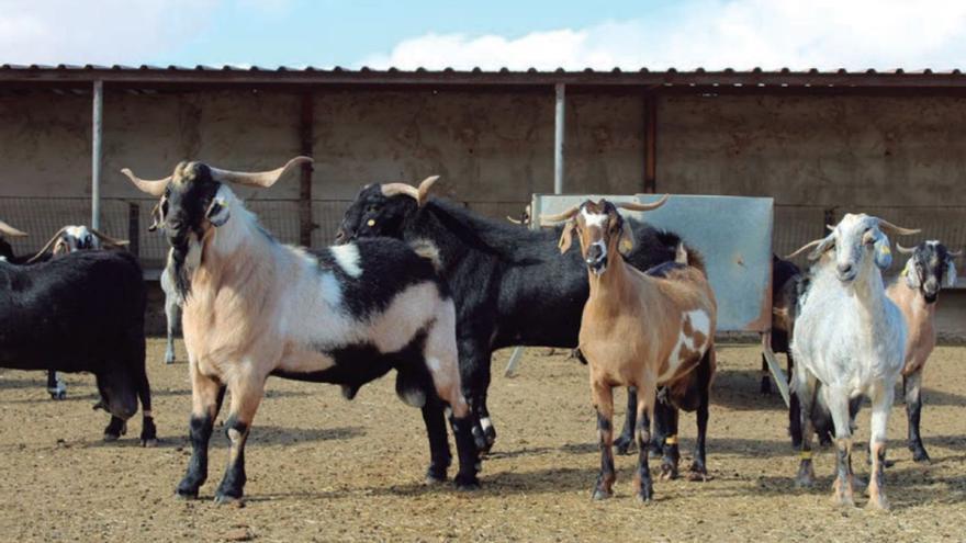 Imagen de un grupo de excelentes ejemplares de raza caprina majorera.