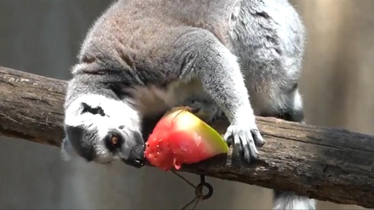Un lemur del zoológico de Roma comiendo fruta congelada para ofrotar la ola de calor