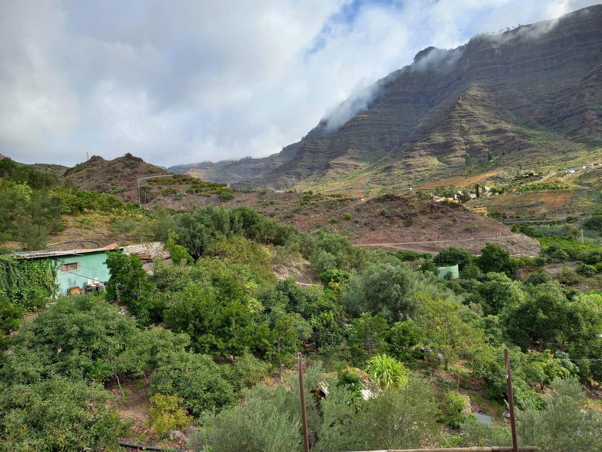 Imagen de una finca de olivos ubicada en el barranco de Mogán.