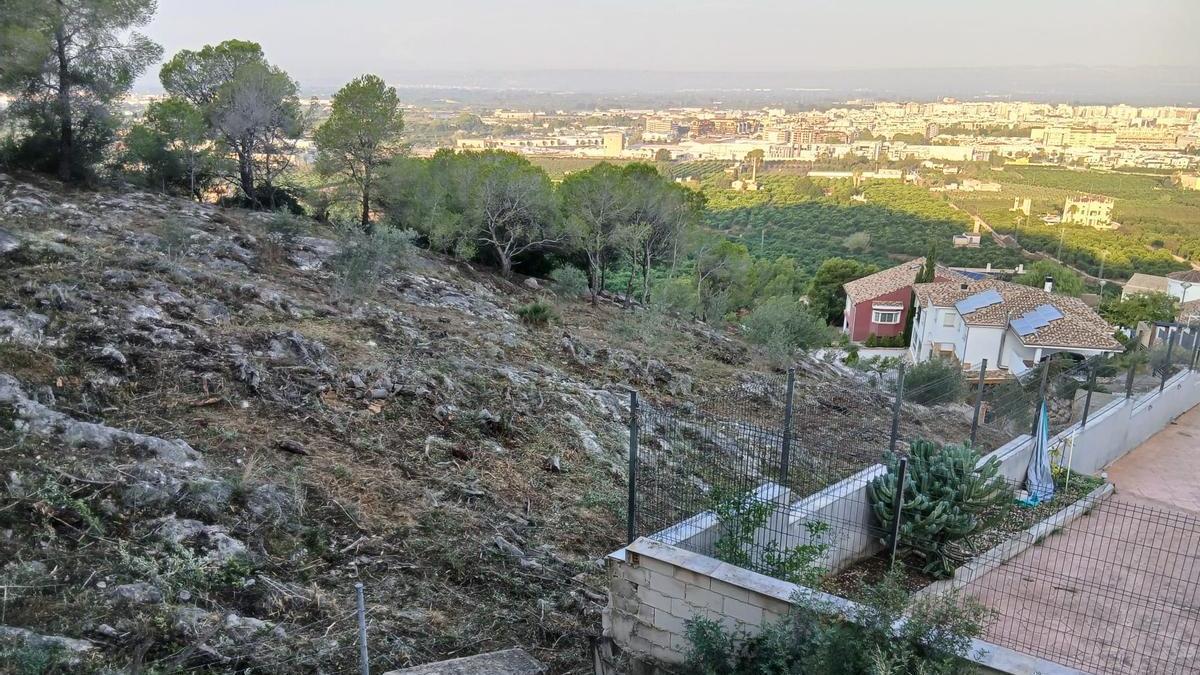 Faja de autoprotección creada en el Racó con el casco urbano de Alzira al fondo.