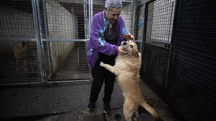 El Gobierno impulsa un plan contra el abandono de animales, que fomentará el uso de microchips y la adopciones
