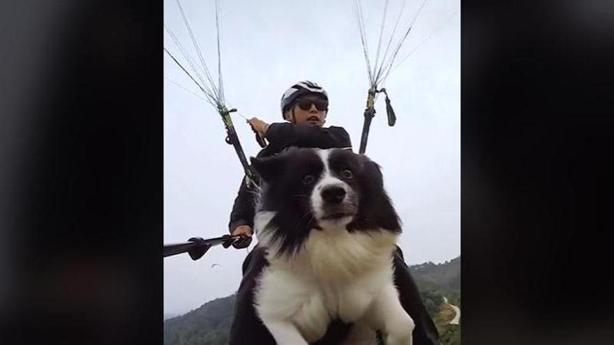 El gos que va en paracaigudes