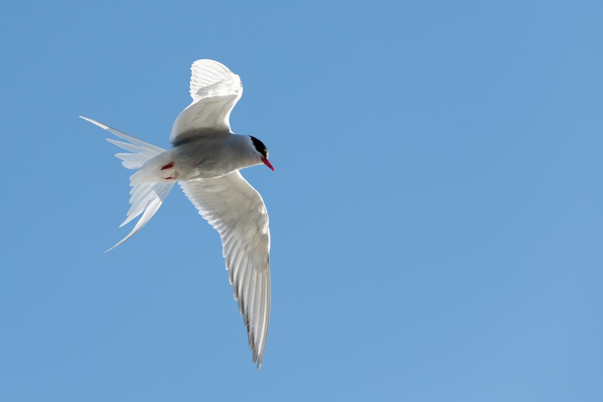Charrán ártico en vuelo.