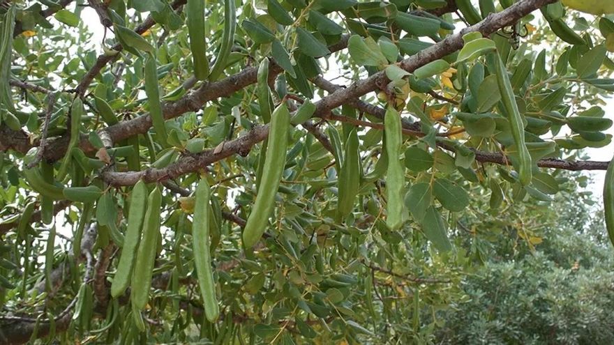 De la gamba roja a la algarroba, el diente de león o las habas: los productos humildes de la Marina Alta tienen mercado
