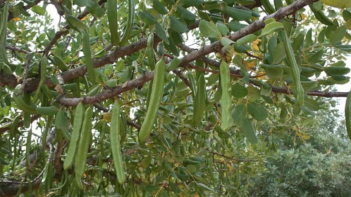 Algarrobas todavía verdes