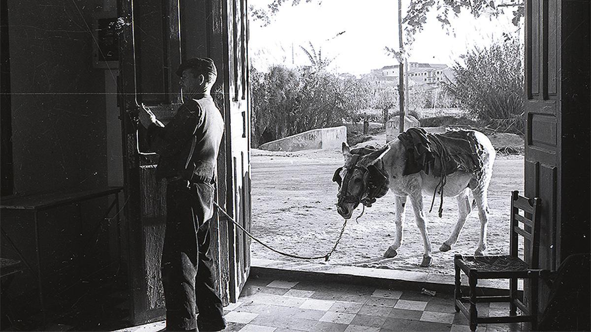 Después de la labor en la huerta de Murcia. 1961