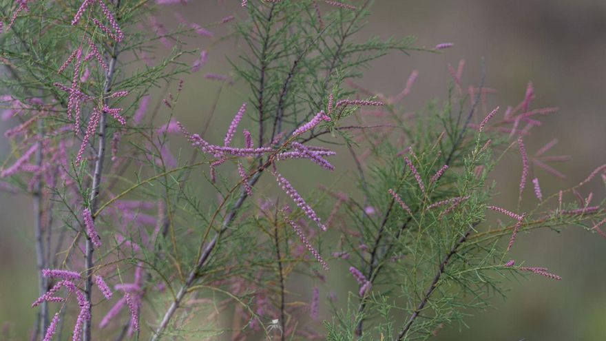 Coses Nostres: Los tamariscos en flor de sa sal rossa