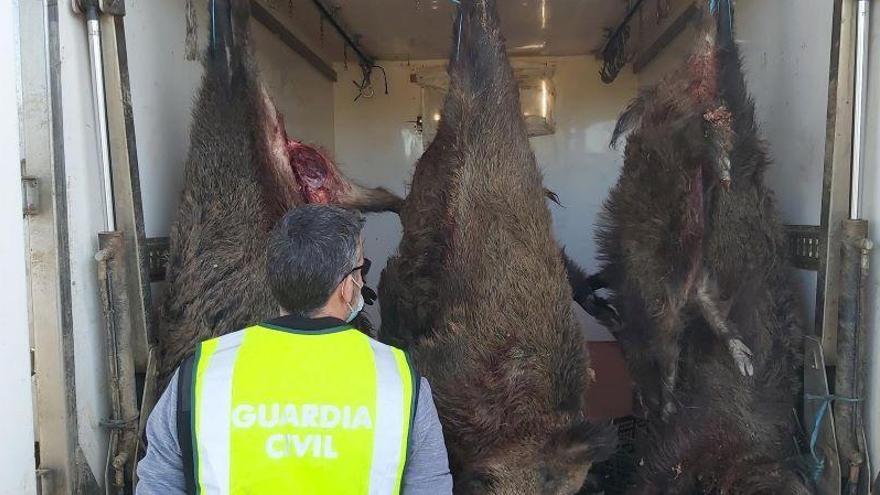 Intervenida carne jabalí sin control sanitario que iba a ser comercializada