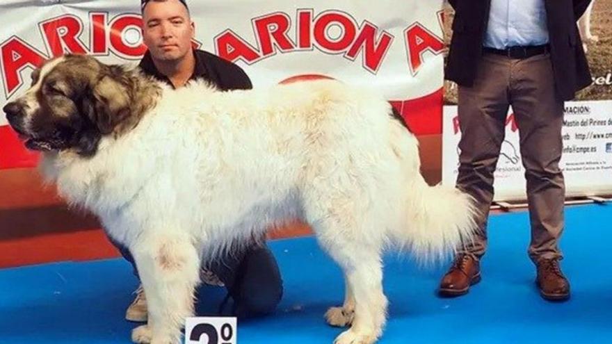 Xián Meirás con ‘Bombón’ en el certamen. |   // JUANJO RIDAURA