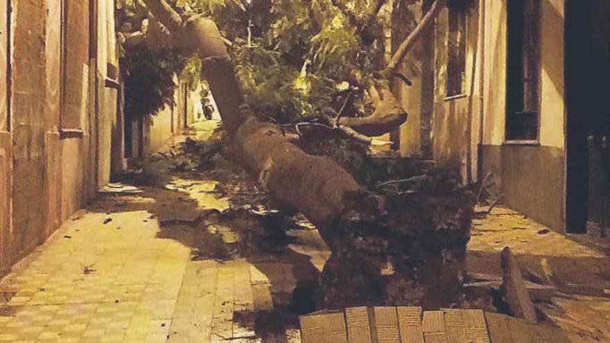 Cae un árbol en El Toscal por el deterioro que sufrían sus raíces