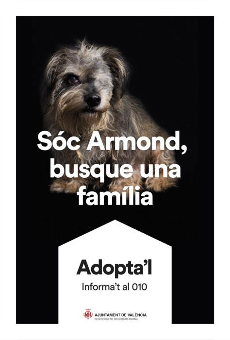 València pone cara y nombre a los perros de Benimàmet que buscan familia de adopción