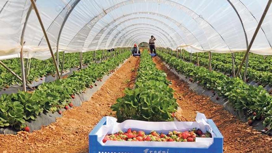 Die Zeit ist reif für frische Inselbeeren