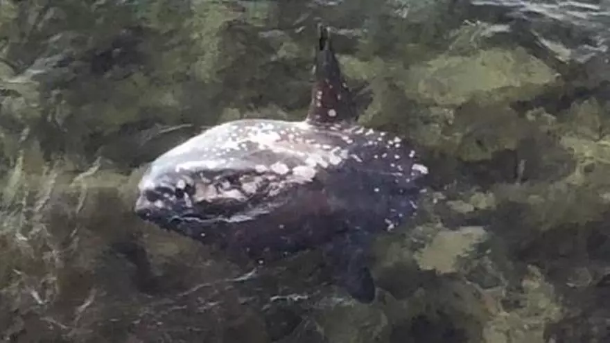 Un ejemplar de pez luna se acerca a la costa de Ibiza