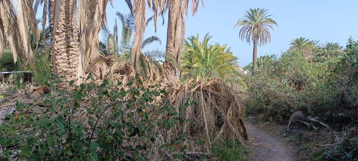 Situación de las palmeras del camino de Salvago antes de la intervención del Cabildo.