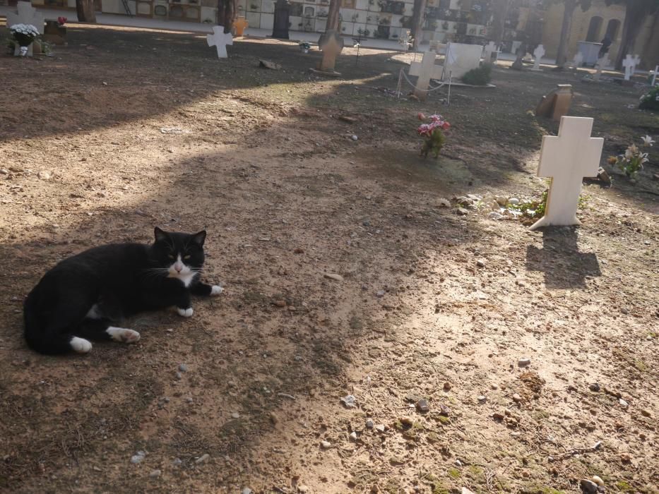 Los gatos del Cementerio General
