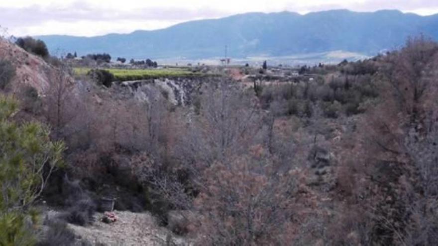 Una masa forestal afectada por la sequía.