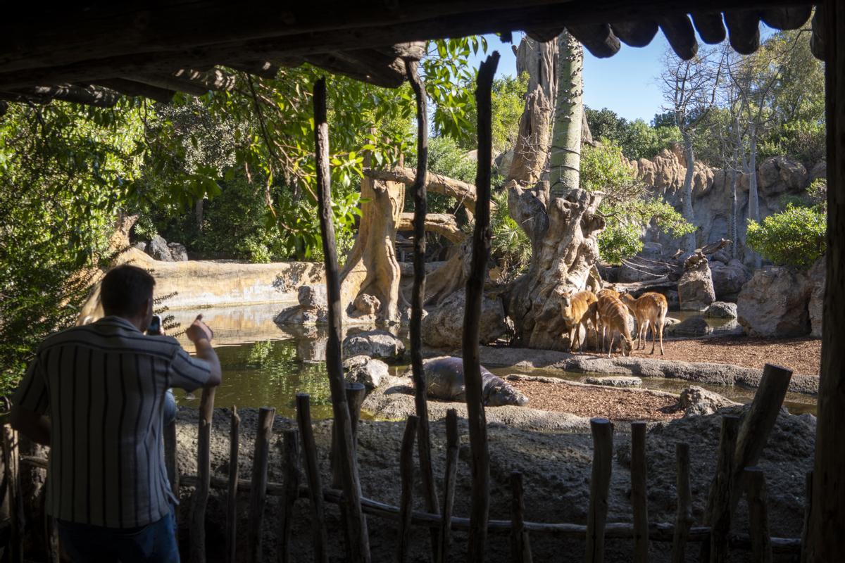 Los ríos y lagos sustituyen las barreras visuales en Bioparc Valencia.