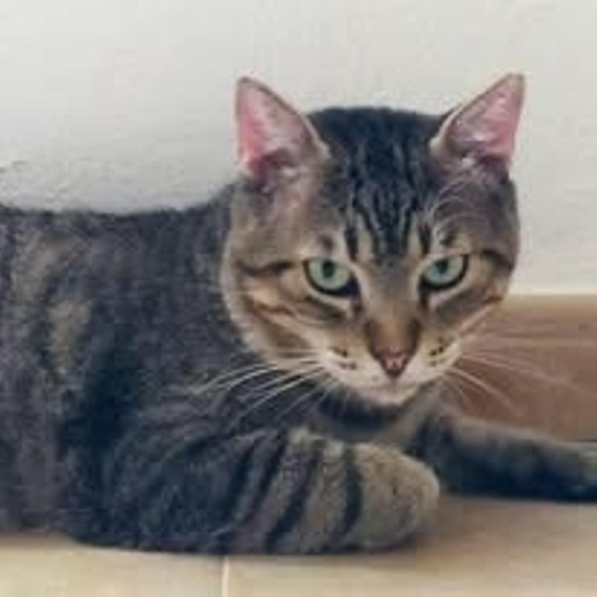 Pepe, dejado en una clínica veterinaria con una nota en la que se indicaba que no podían hacerse cargo de él.