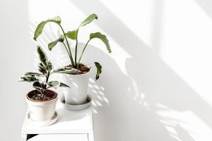 Plantas de interior en una casa.