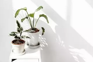 Estas son las plantas más fáciles de cuidar en casa