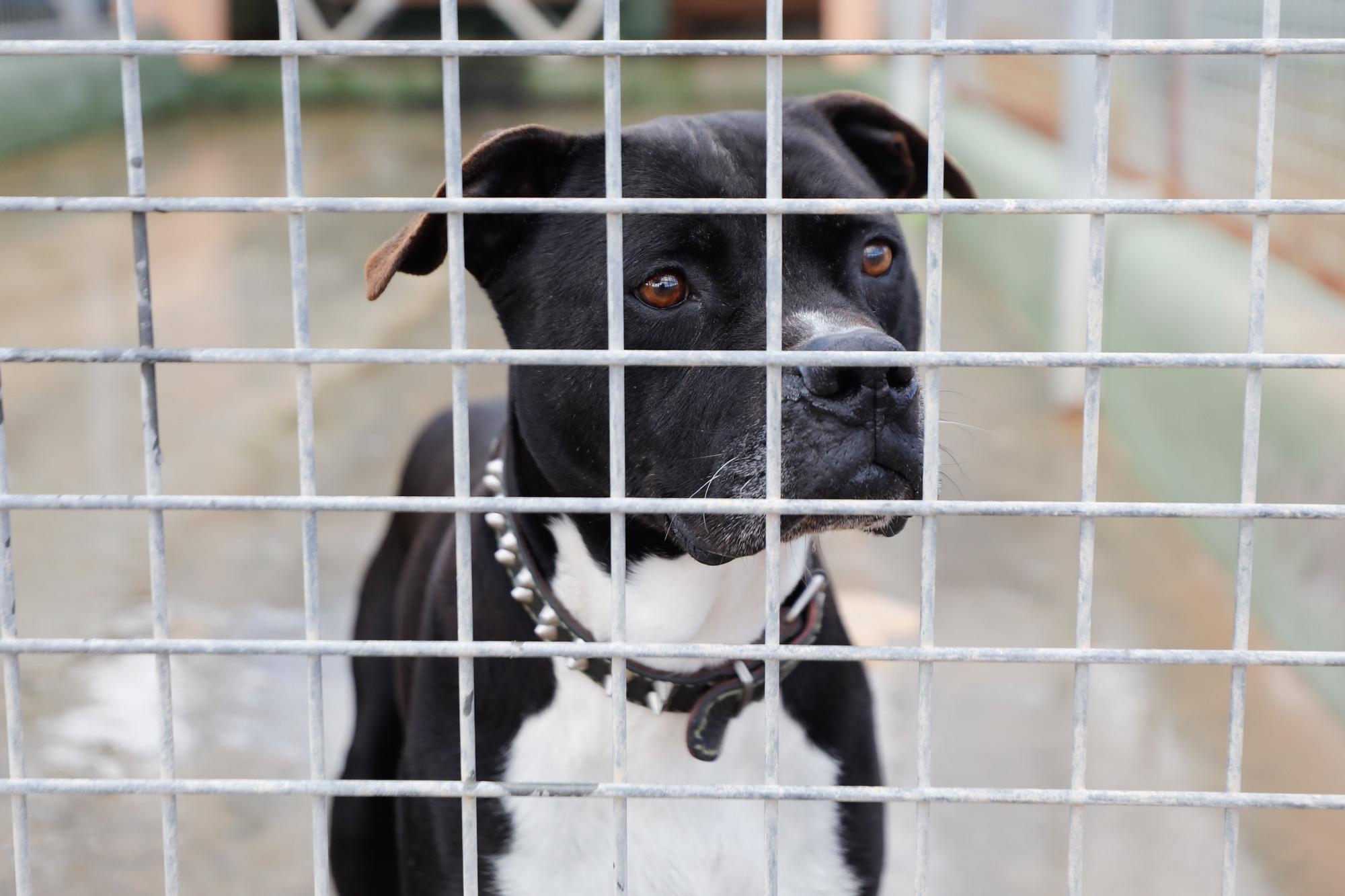 Junior, el perro de Ibiza que murió esperando un hogar