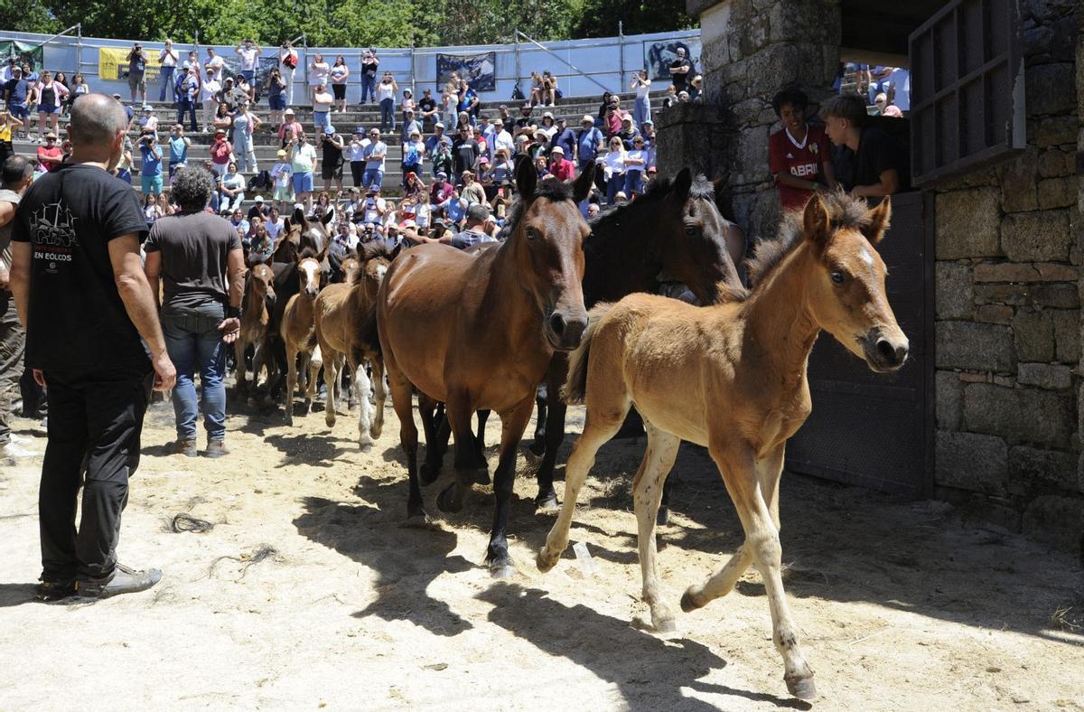 Salida de los caballos del curro de Sabucedo. | BERNABÉ/JAVIER LALÍN