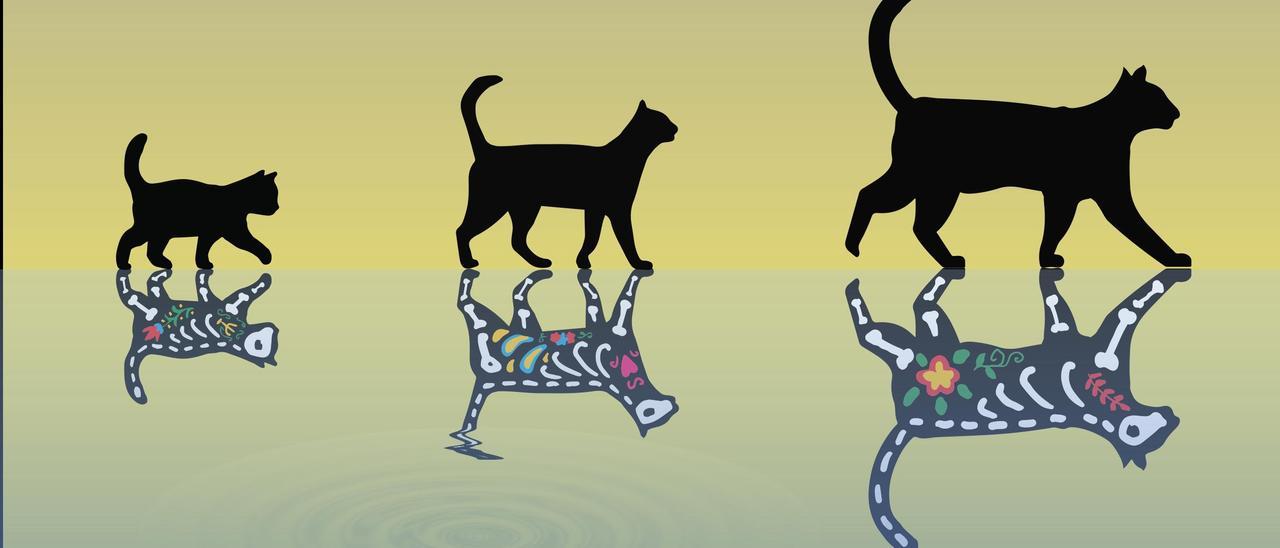 El gato de Schrödinger no deja de crecer con todas sus paradojas y aplicaciones tecnológicas.