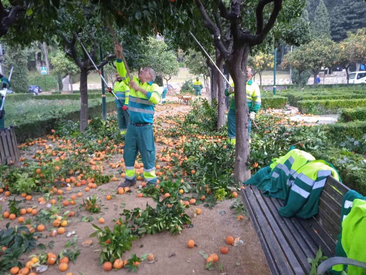 Recolecta de naranjas en los jardines de Pedro Luis Alonso