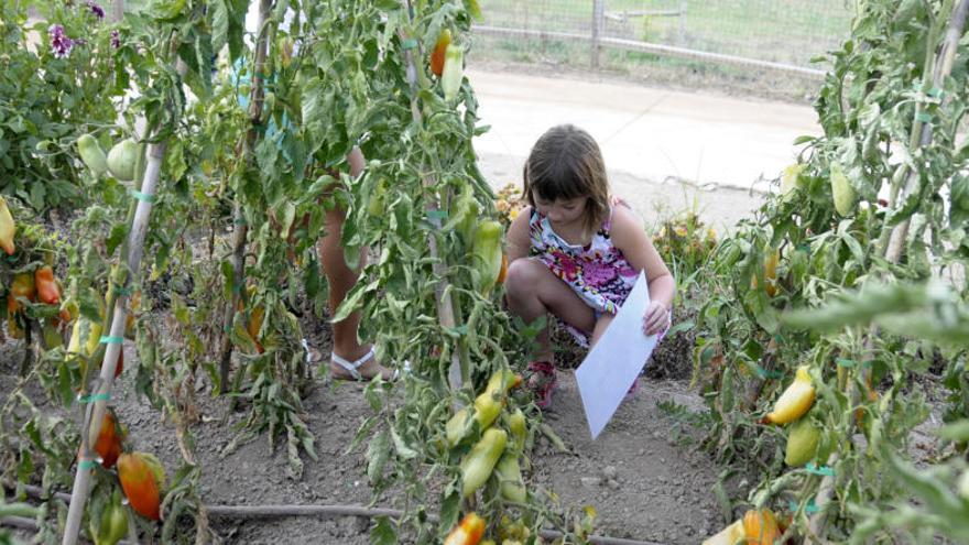 Una nena recull hortalisses a Món Sant Benet.