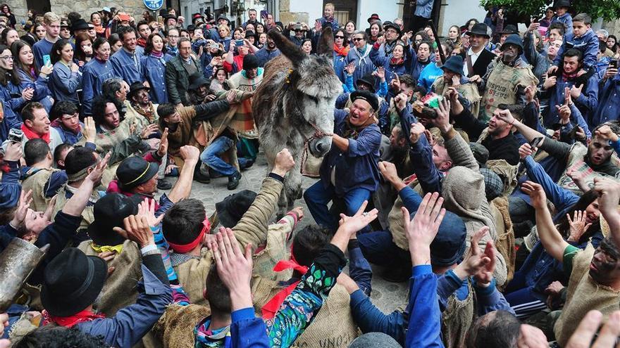 Ajusticiado el Peropalo vigilado por los conservacionistas que velan por la integridad del burro