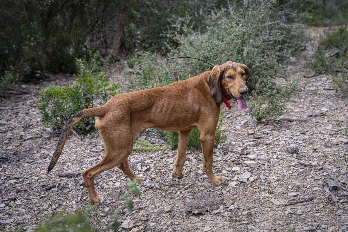 Así funciona una batida de caza en Girona: seguridad, convivencia y control del jabalí