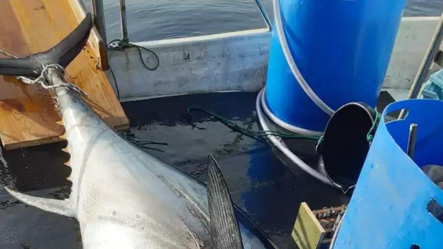 Un pescador de la cofradía de Pollença captura dos atunes de 200 y 250 kilos