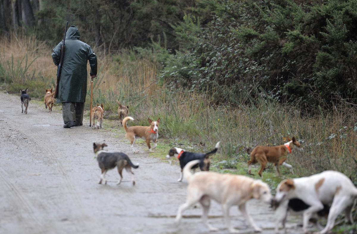 Un cazador de conejo, con sus perros en montes de Vilatuxe al inicio de la temporada de caza menor.
