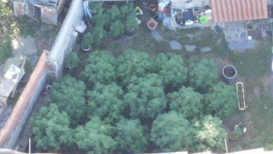 Un invernadero portátil para cultivar marihuana en Laza