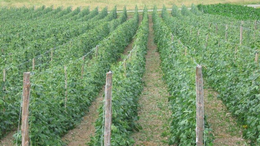Villaviciosa conoce la faba del futuro: inteligencia artificial, blockchain y sensores avanzados para garantizar la máxima pureza y calidad
