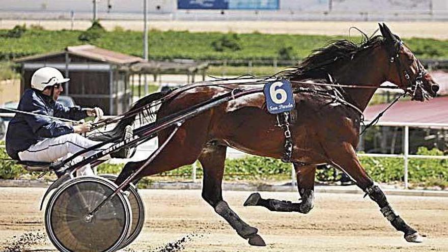 El caballo mallorquín Enemic, con Mateu Bosch.