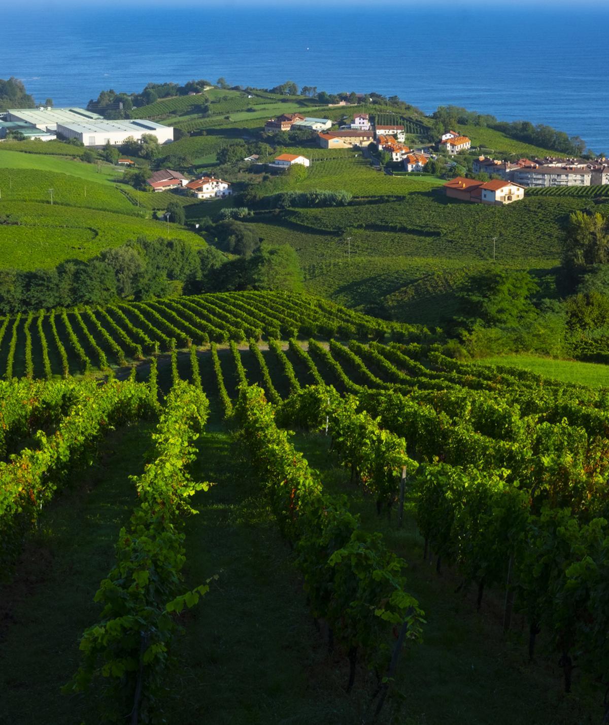 Viñedos en Getaria